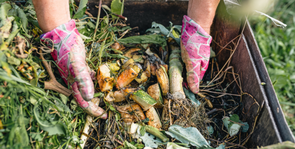 Make your own compost Hands wearing pink gardening gloves adding vegetable peelings and garden waste to a compost bin.