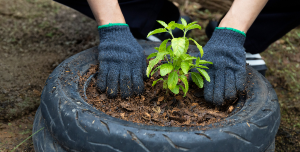 Recycled items for potting and planting Hands wearing gardening gloves planting a young seedling into a recycled tyre planter filled with compost.