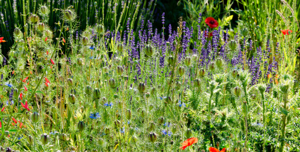 Vibrant flowers for pollinators A vibrant wildflower border filled with lavender, poppies and mixed flowering plants attracting pollinators.